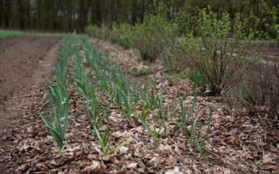 In the news: “Farming for good: Tips for signing up for a CSA program”